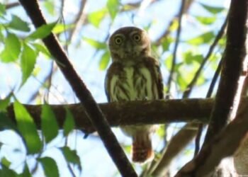 aves de honduras 696x390