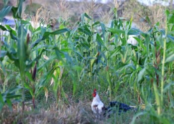 152891269 1215979835522157 1993954524658743184 o 1024x683