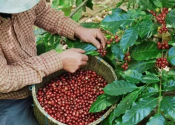 falta de mano de obra impacta la industria cafetalera en honduras