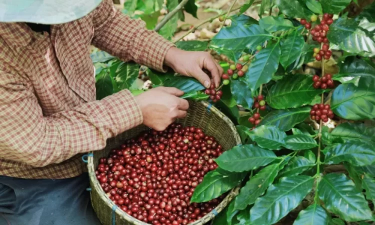 falta de mano de obra impacta la industria cafetalera en honduras