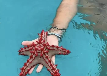 nortenas estrellas de mar 2