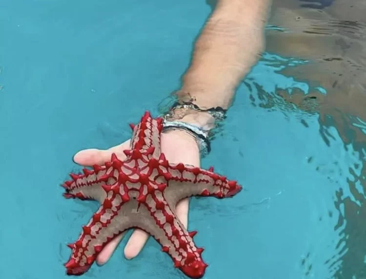 nortenas estrellas de mar 2