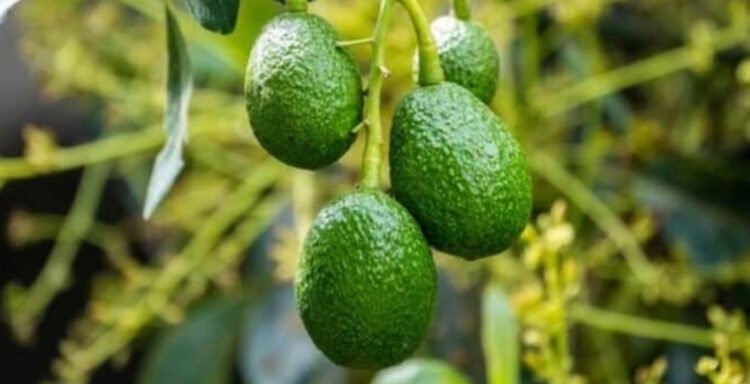 plan nacional del aguacate