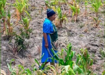 inseguridad alimentaria en honduras 696x522