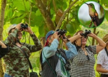 festival de aves 696x522