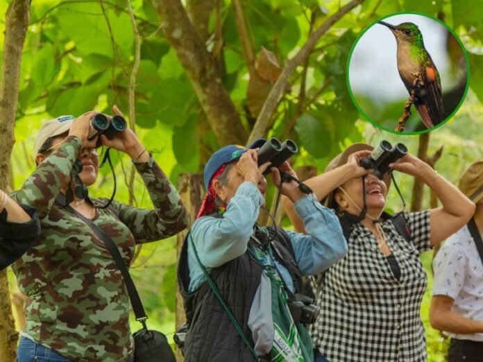 festival de aves 696x522