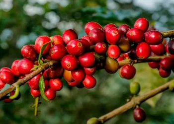 culpable 20240707 214930 0000