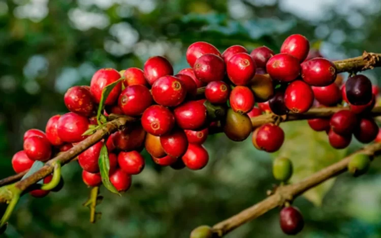 culpable 20240707 214930 0000