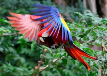 guacamaya