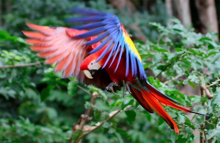 guacamaya
