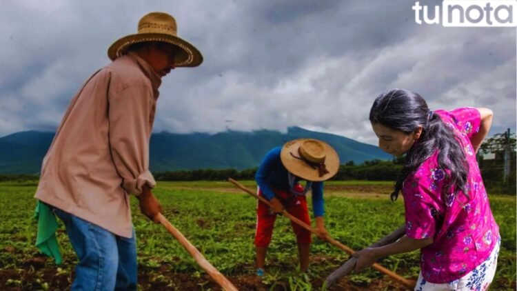 principal estudio revela que mujeres del corredor seco son las mas afectadas por hmabre 2024 08 20