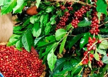 foto de archivo 20241018 043108 0000