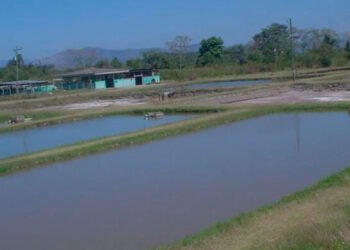 sag reactiva experimento de crias de tilapia 768x393