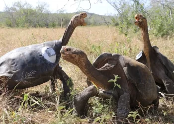 ecuador entrega las galapagos a eu para base militar 1473html tortugasjpg 7151html 4233f1c9 68ed 4522 b834 f240574a22b6