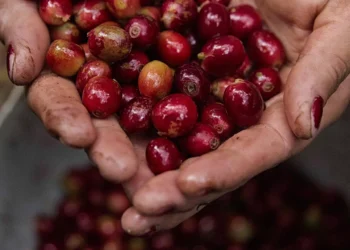 Honduras y su Exportación de Café: Resultados de la Cosecha 2023-2024