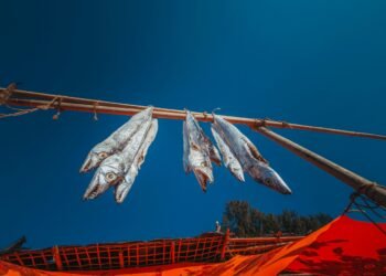 La Fascinante Lluvia de Peces en Yoro: Tradición y Ciencia