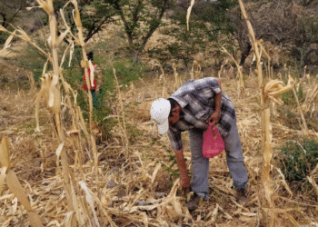 Alerta Roja: OBSAN advierte que 2.2 millones de hondureños podrían caer en inseguridad alimentaria para 2026