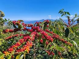 Imagen cortesía de: tnh.gob.hn.