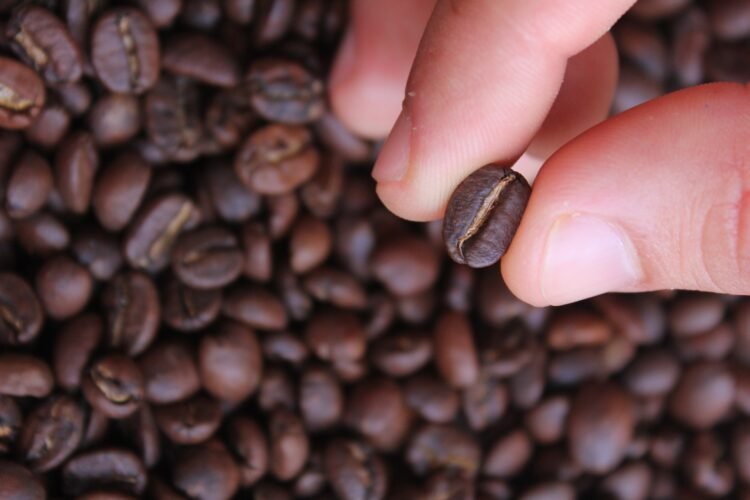 Grano café. Imagen Pixabay.